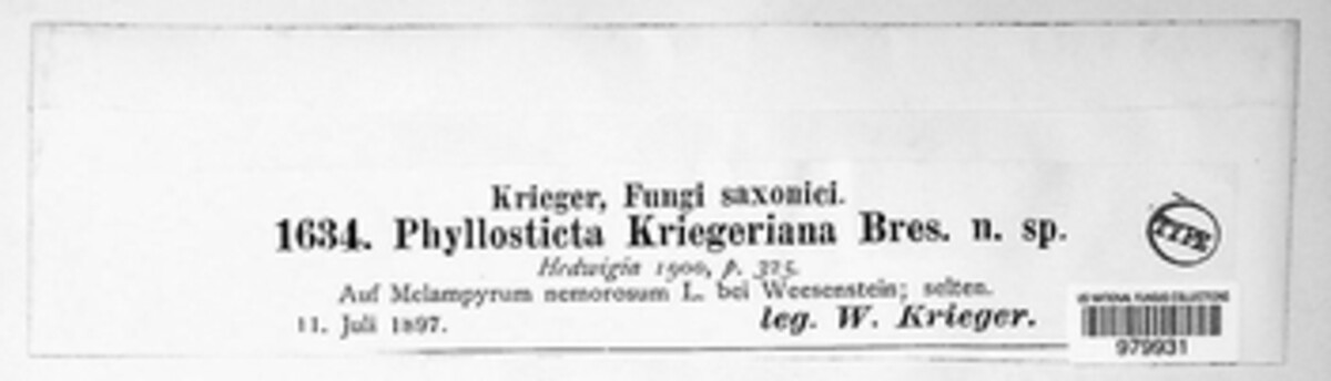 Phyllosticta kriegeriana image